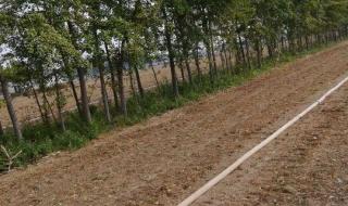 25公分的銀杏樹價格