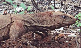 孟加拉巨蜥印度事件原視頻 孟加拉巨蜥印度事件原視頻